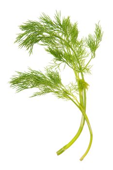 Green dill isolated on white
