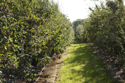 modern apple orchard on a green background