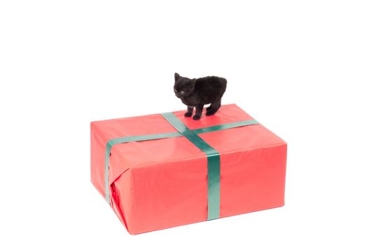 Christmas present and kitten isolated on white