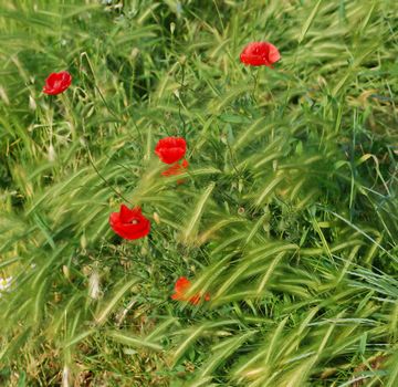 Red popey on green field