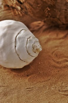 White seashell on sand