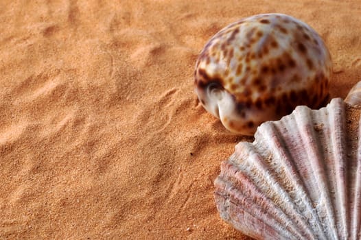 Two seashells on sand with copy space