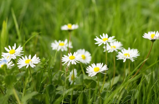 bright nice summer meadow as background. Shallow DOF