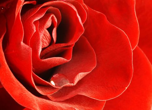 close up shot of red rose with water drop