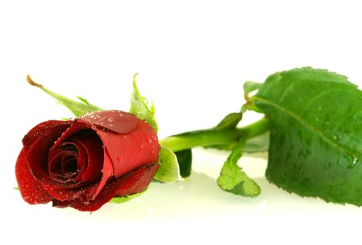 beautiful red rose with a water drops over white background