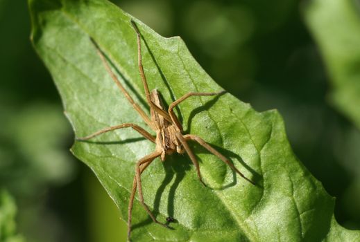 close up shot of brown spider sitting on the green leaf            