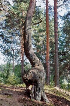 Pine-cat on a background of a coniferous wood
