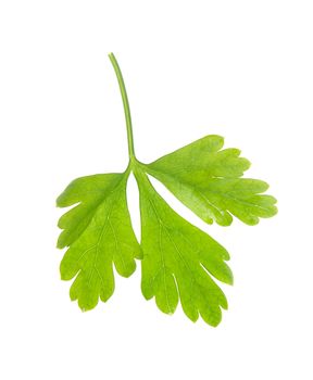 Isolated Parsley on a white background