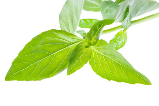 fresh basil  isolated on a white background