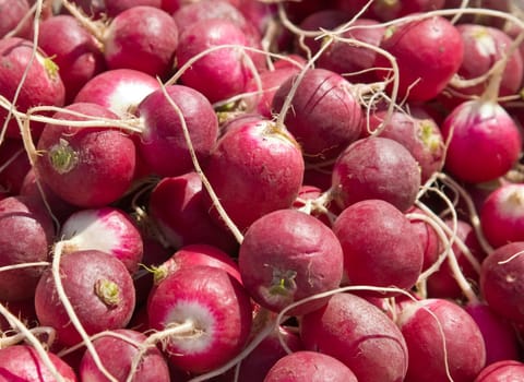 food series: red ripe spring radish texture