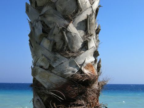 Solitaire palmtree in the mediterranean