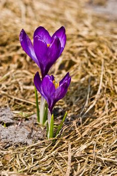 flower series: crocus is a first natural spring flower