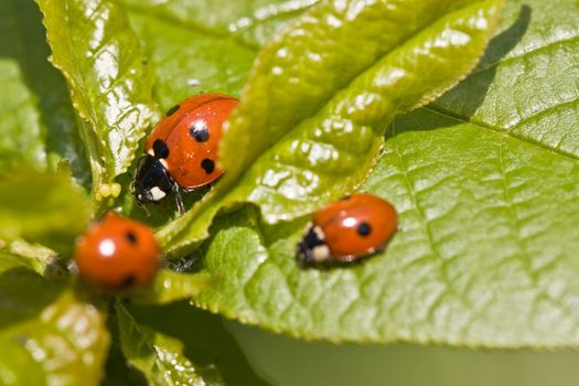 animal series: ladybird on the green spring leaf