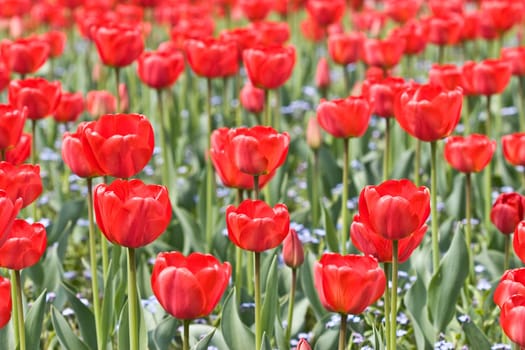 flower series: red tulip's field texture in spring