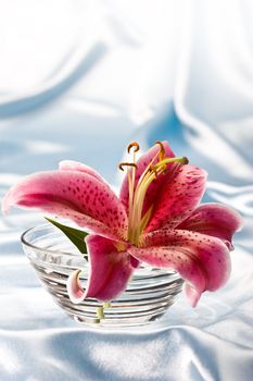 macro picture of pink lily, romantic still life