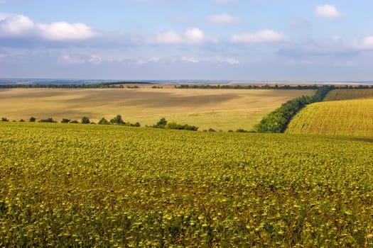 rural view series: field on hill's field landscape