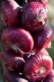 food series: close up of red sweet onion