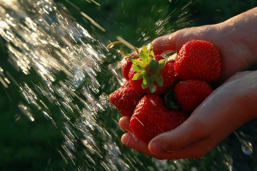 The strawberries in child palm under a jet of water.