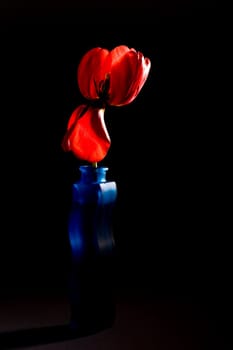 flower series: red tulip in the blue vase
