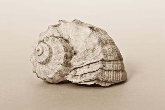 Sea shell of marine origin in the sepia color