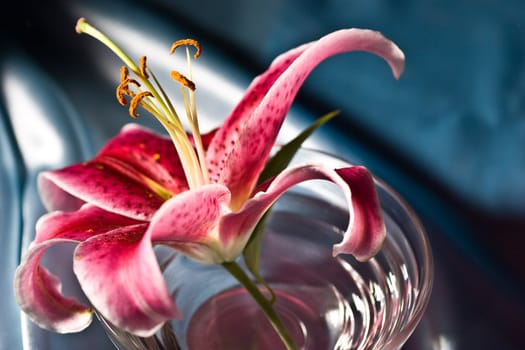 flower series: pink lily on the bowl with water