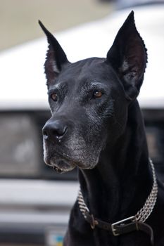 pets series: head of black dog with collar