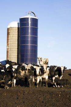 Cow Farm in Wisconsin, USA.