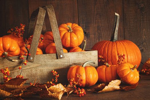 Colorful pumpkins with dark wood background