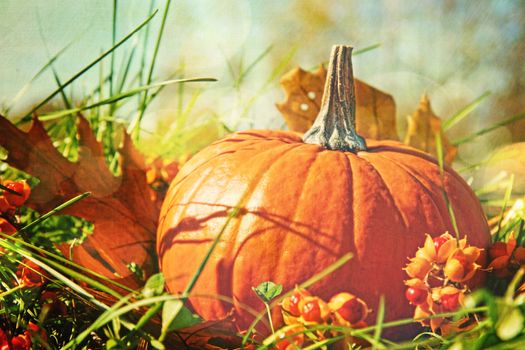 Small pumpkin in the grass with vintage color feeling