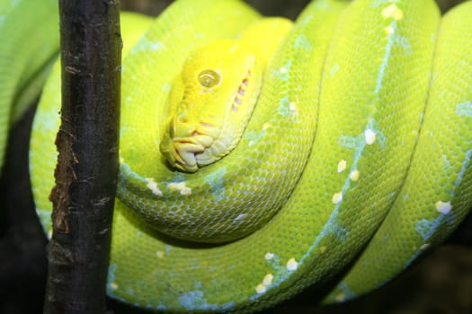 Green Snake on a branch