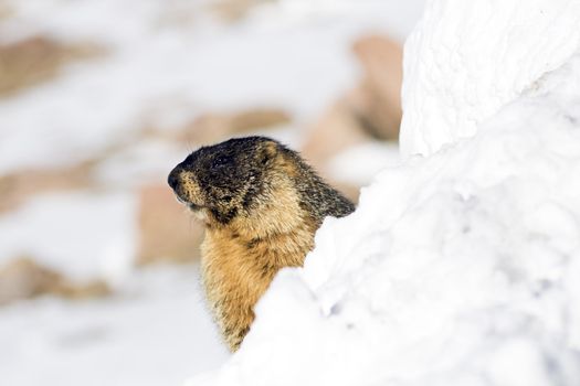 Marmot seen on the top of Mt Evans