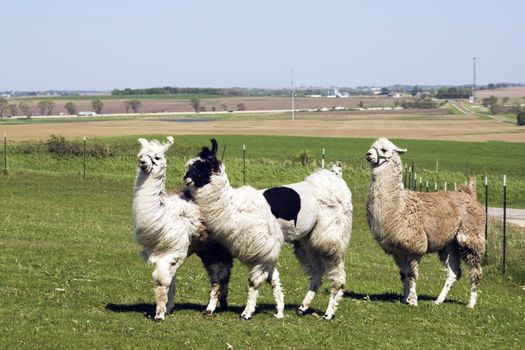 Lama farm in Wisconsin