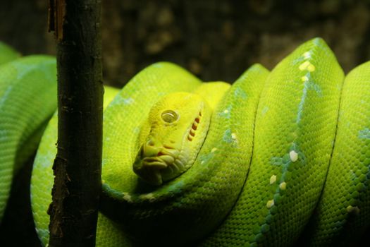 Green snake on a branch