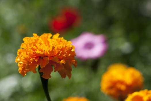 orange flower on a background of other colors
