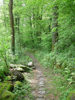 Path in a green grove of trees