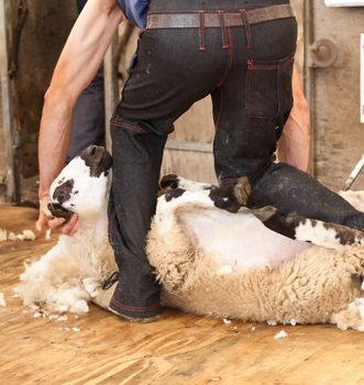 Shearing sheep at agricultural show in competition
