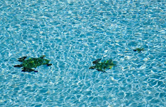 Three tiled turtle shapes on the floor of a blue swimming pool with ripples