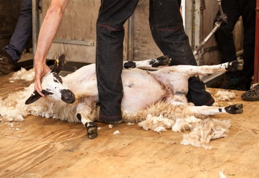 Shearing sheep at agricultural show in competition