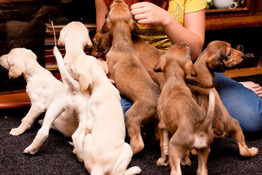 A playing saluki pups and girl on carpets
