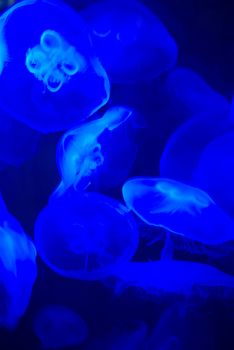 many beautiful blue moon jellyfish in aquarium