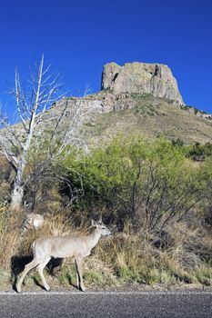 Deer in Big Bend National Park, Texas.