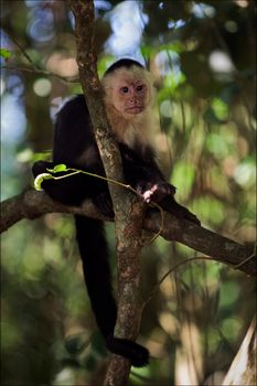 The Capuchin on a branch. The Capuchin in a midday sun it is lazy sits on a branch of a tree and have a rest.