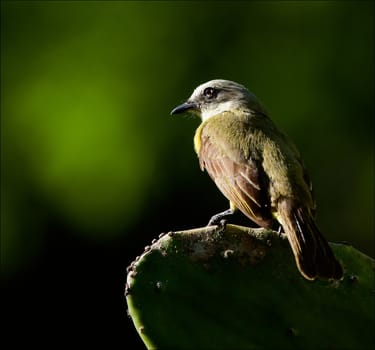 Bird on a cactus leaf. The bird sits on the cactus leaf, shined with the sun.