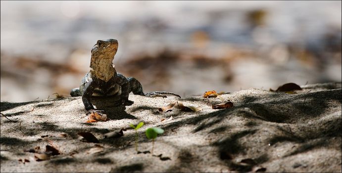 Lizard on sand. The lizard lies on warm sand on a coastal line of a beach and with watchfulness looks.