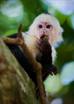 The Capuchin. The Capuchin eats green sheet, sitting on a tree branch.