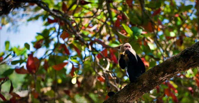 The Capuchin on a tree. The Capuchin eats sheet, sitting in an environment of colourful foliage on a tree branch.