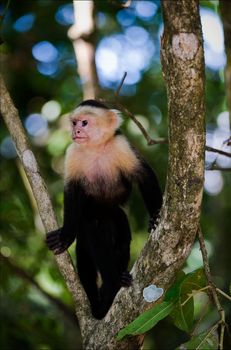 The Capuchin on a tree. The Capuchin costs on a branch of a tree and looks aside.