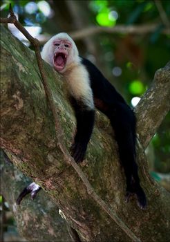 The Capuchin yawns. The Capuchin lies on a branch of a tree and yawns, widely having opened a mouth.