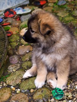 Puppy dog seating on the ground  Man's Best Friend