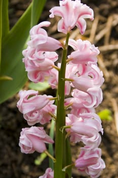 pink hyacinth